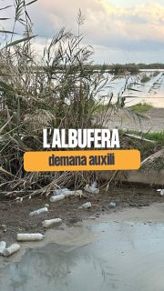 L’Albufera està en una situació límit per culpa de l’abandonament de PP i Vox. L’objectiu està clar, degradar el parc i obrir la porta a la turistificació i l’especulació d’este espai natural.  #València #Vlc #Albufera #albuferadevalencia
